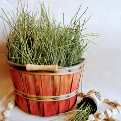 All Products - Brigham Tea