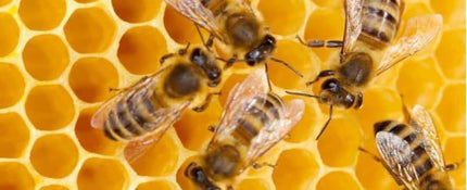 Honey - LOCAL Desert Wildflower - Spring Sale! (Local Pick-up only!)