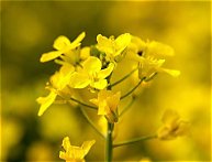 Clover–Alfalfa–Canola Honey — North Dakota — 30-lb Case