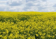Clover–Alfalfa–Canola Honey — North Dakota — 30-lb Case