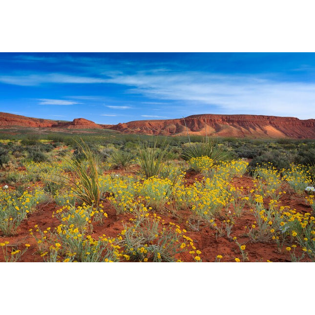 Local, Desert Wildflower Honey — 30-lb Case