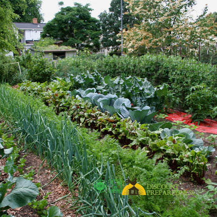 Survival Garden Heirloom Seeds - 10 Pack - January Special!